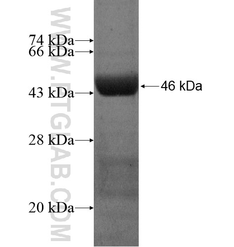 CENPM fusion protein Ag13843 SDS-PAGE