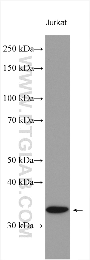 WB analysis using 18096-1-AP