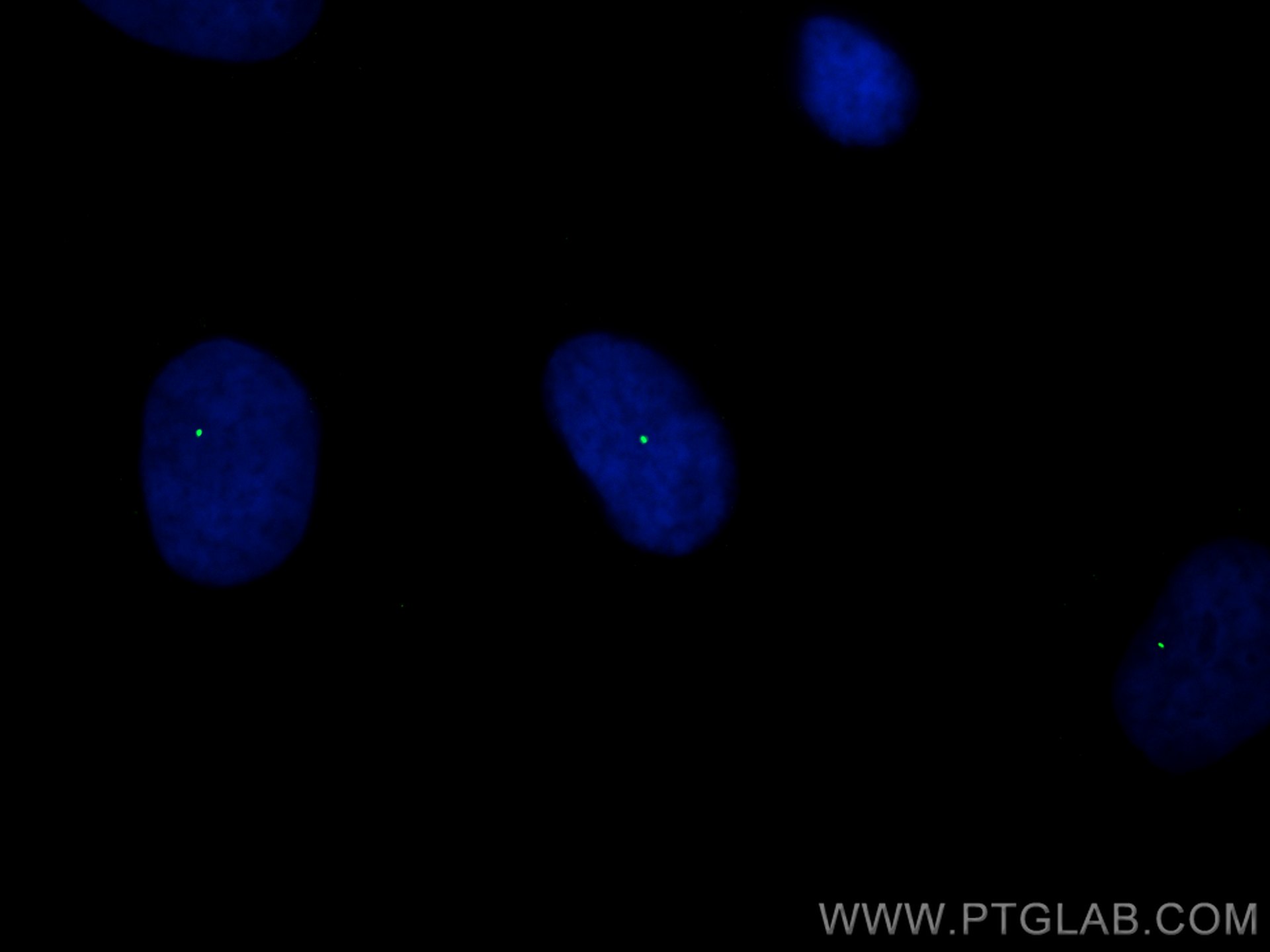 IF Staining of HeLa using CL488-22227