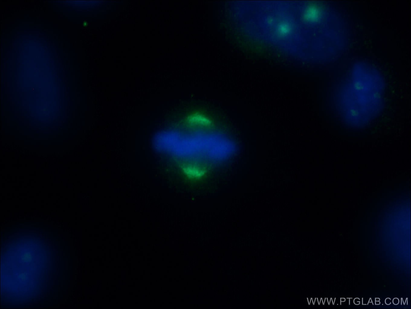 IF Staining of HepG2 using 55341-1-AP