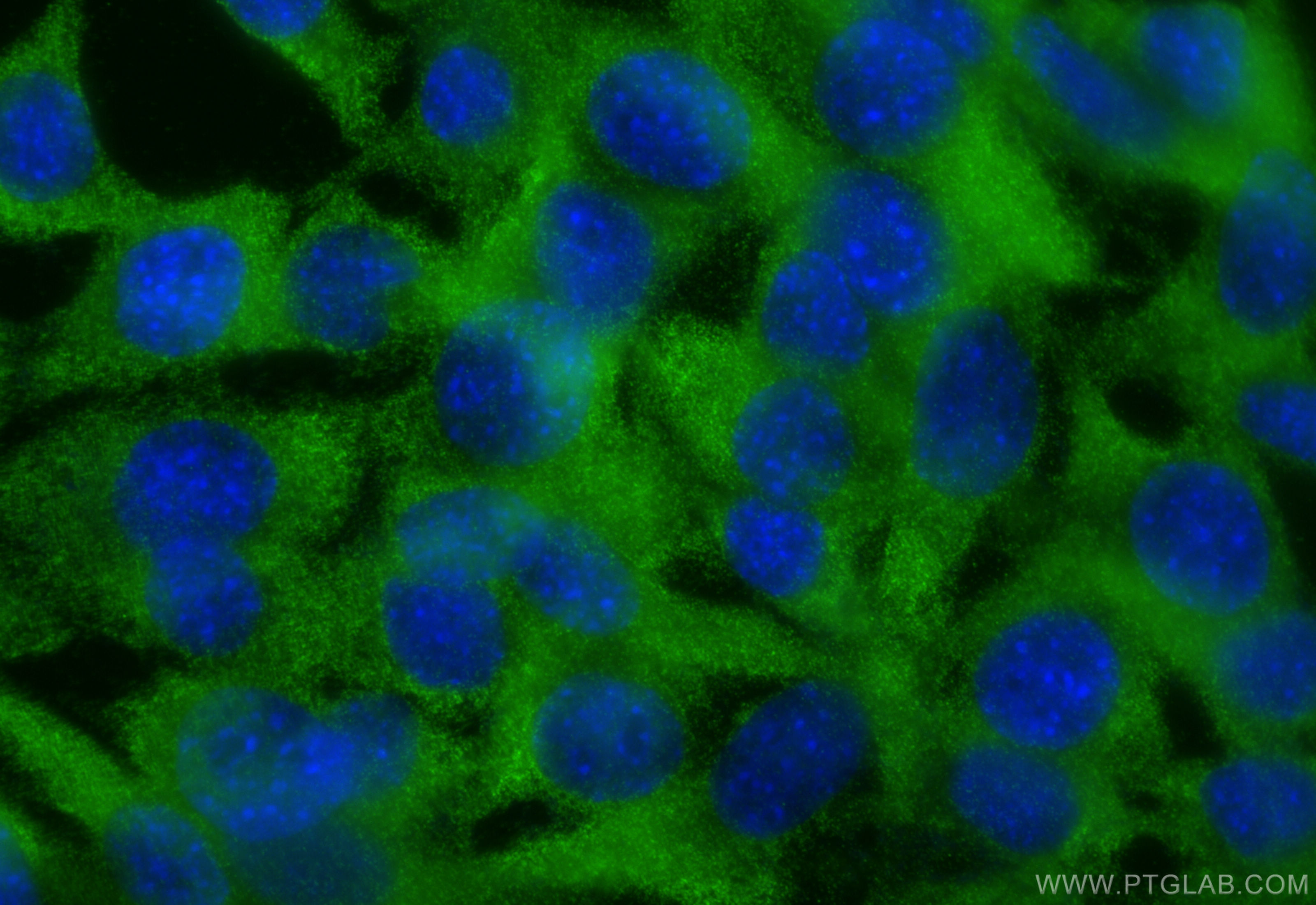 IF Staining of C2C12 using 16912-1-AP