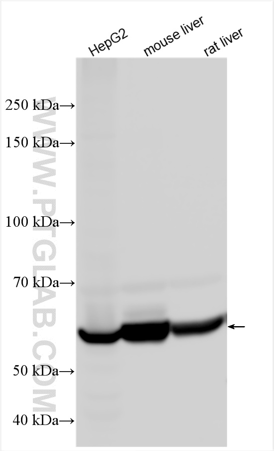 WB analysis using 16912-1-AP