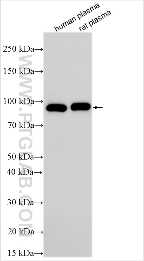 WB analysis using 10170-1-AP