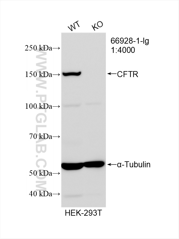 WB analysis using 66928-1-Ig