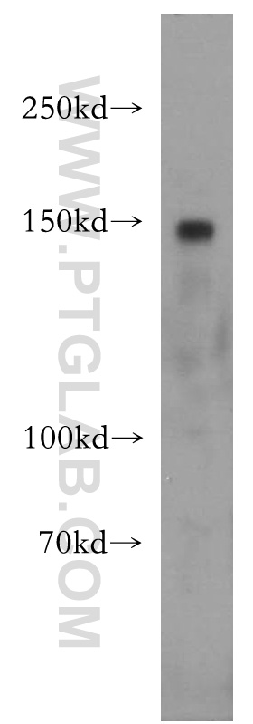 WB analysis of NIH/3T3 using 18031-1-AP