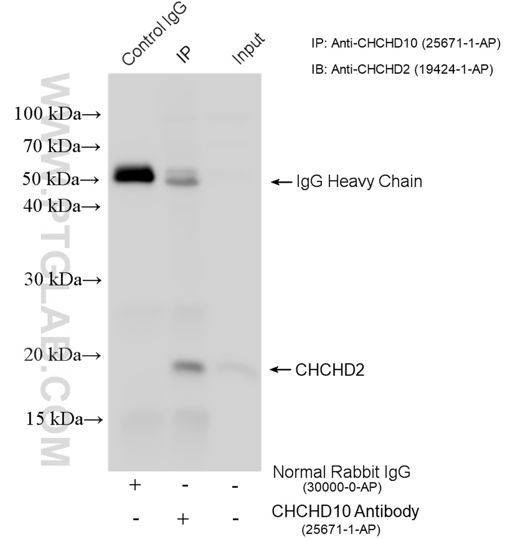 CoIP experiment of HepG2 using 25671-1-AP