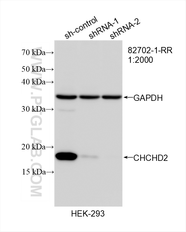 WB analysis of HEK-293 using 82702-1-RR