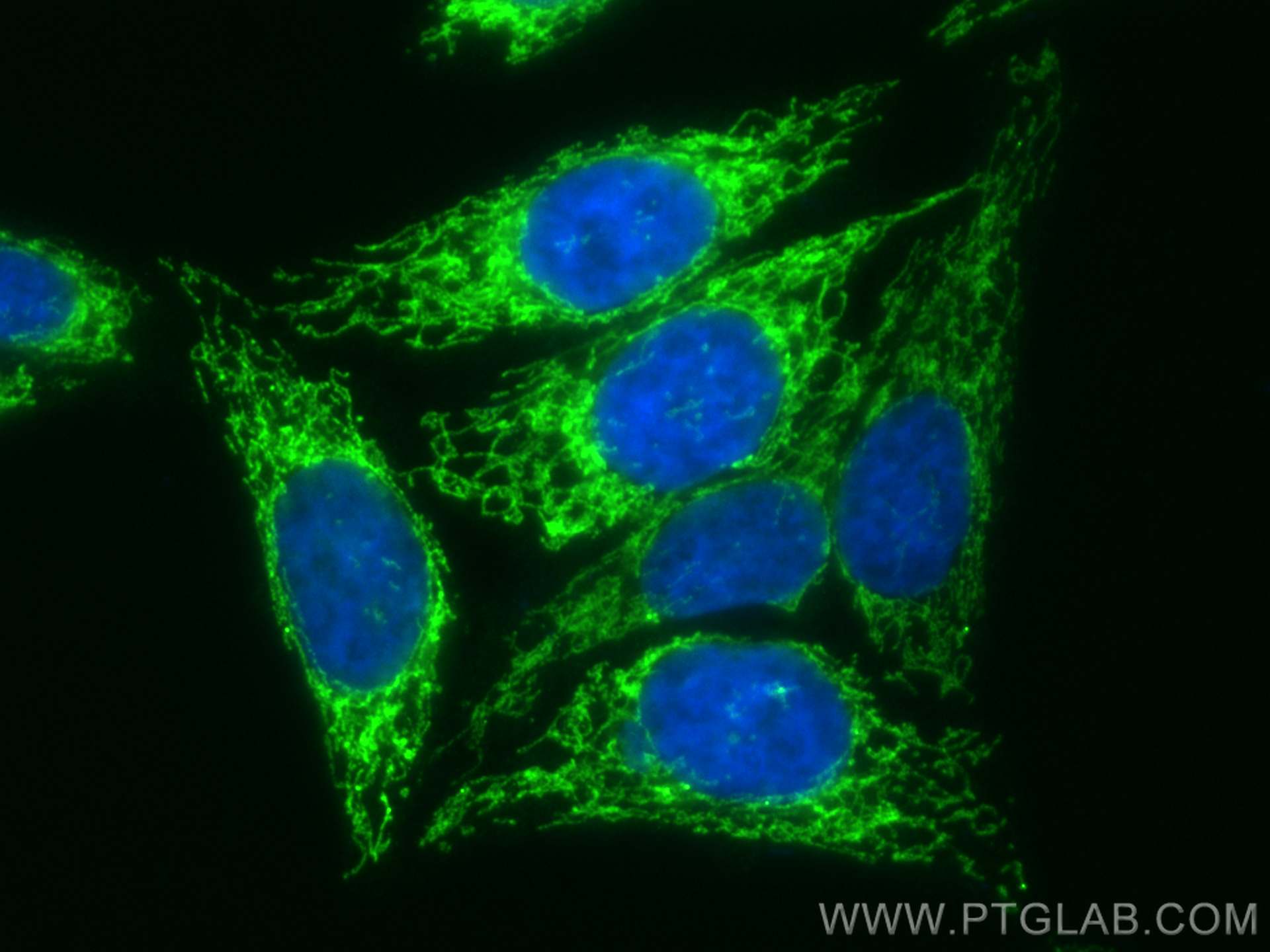 IF Staining of HepG2 using CL488-19424