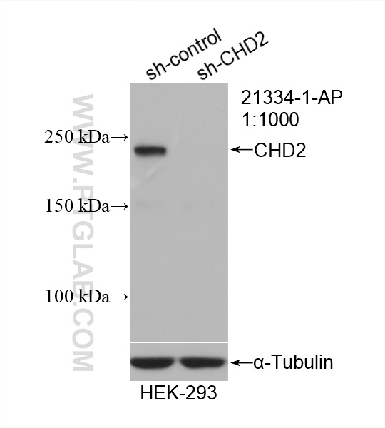 WB analysis of HEK-293 using 21334-1-AP