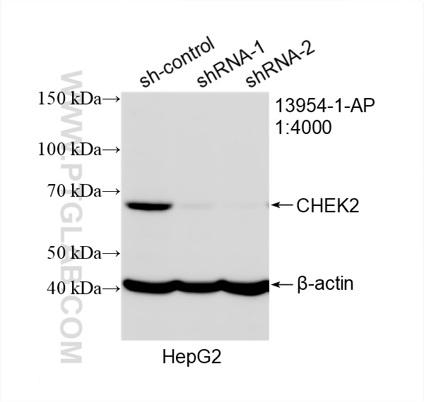 WB analysis of HepG2 using 13954-1-AP