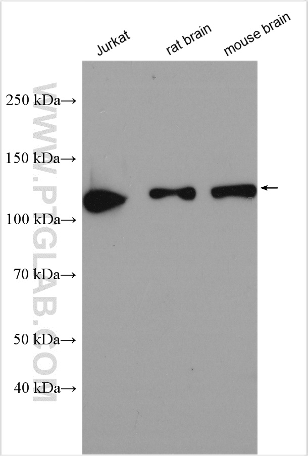 WB analysis using 25389-1-AP