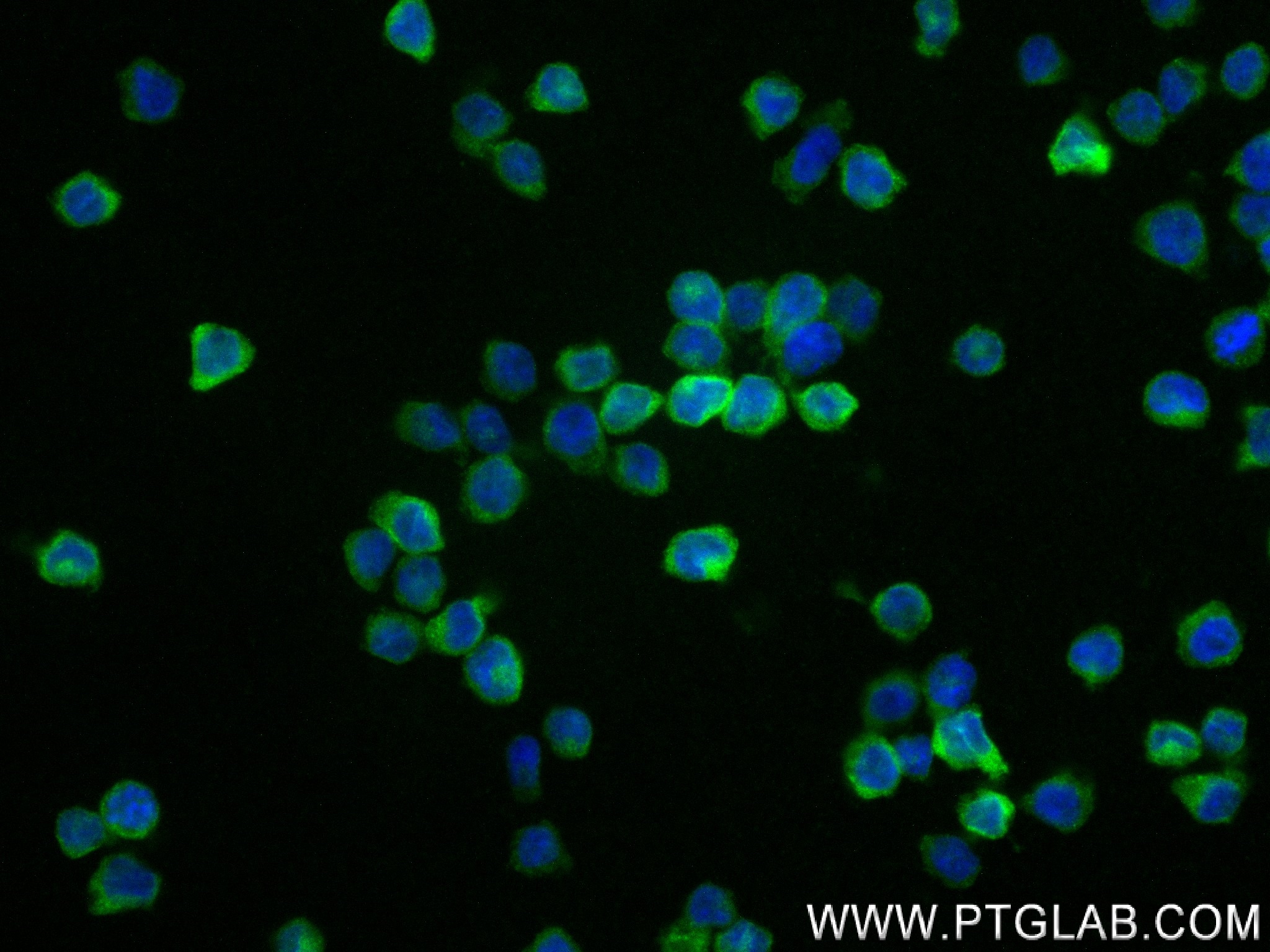 IF Staining of THP-1 using 83685-4-RR