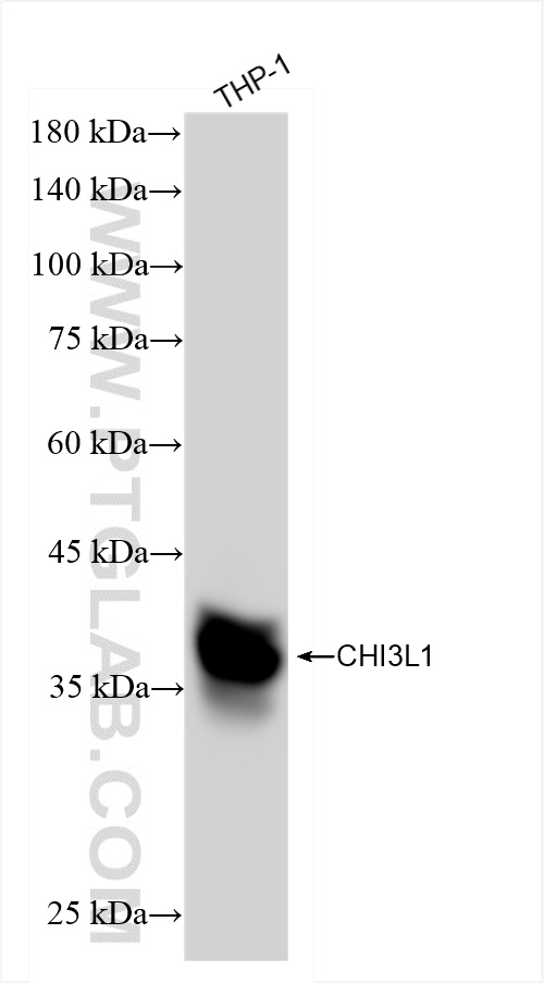 WB analysis of THP-1 using 83685-4-RR