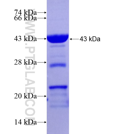 CHI3L1 fusion protein Ag22042 SDS-PAGE