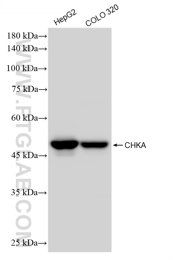 WB analysis using 84881-2-RR (same clone as 84881-2-PBS)