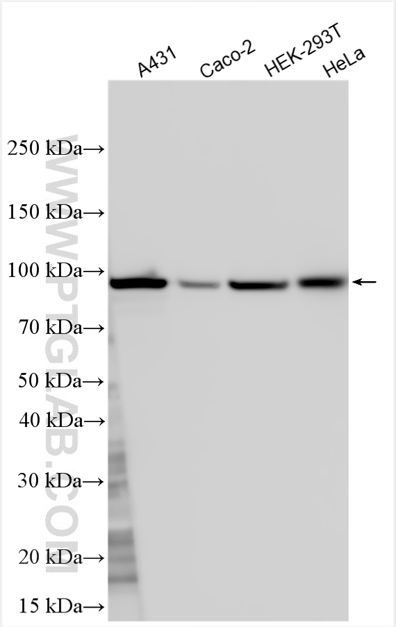 WB analysis using 26251-1-AP