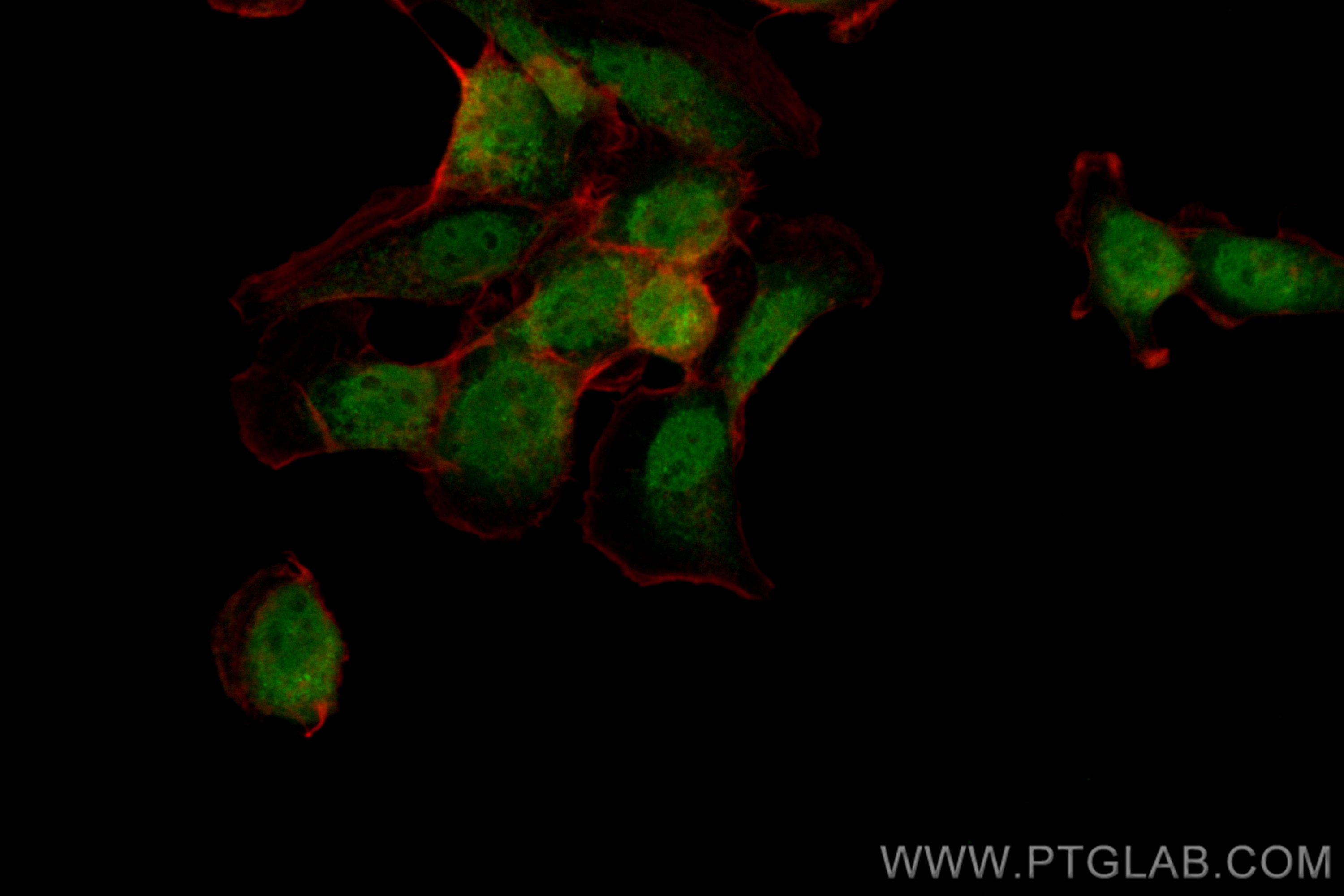 IF Staining of A431 using CL488-16424