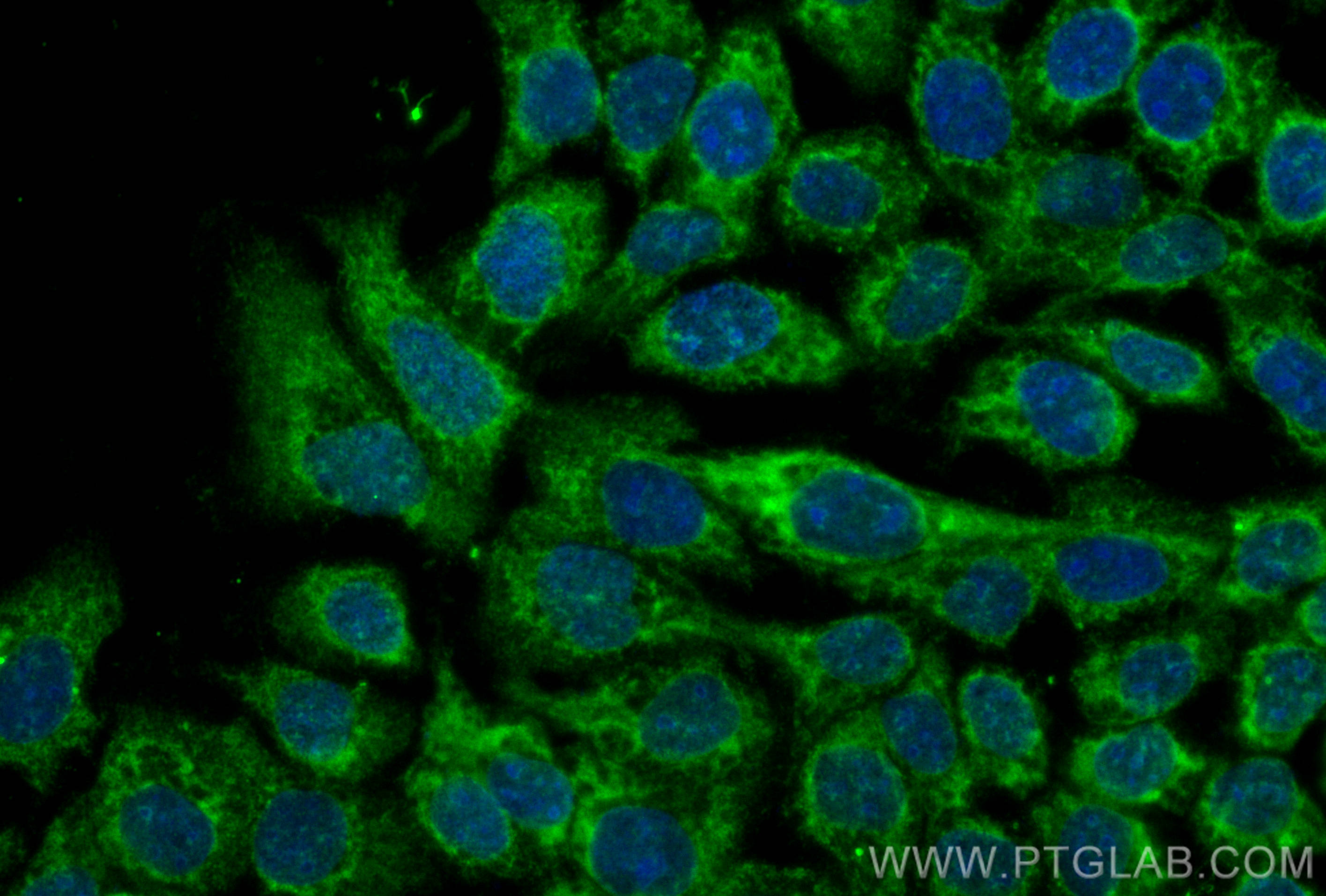 IF Staining of A431 using CL488-68406