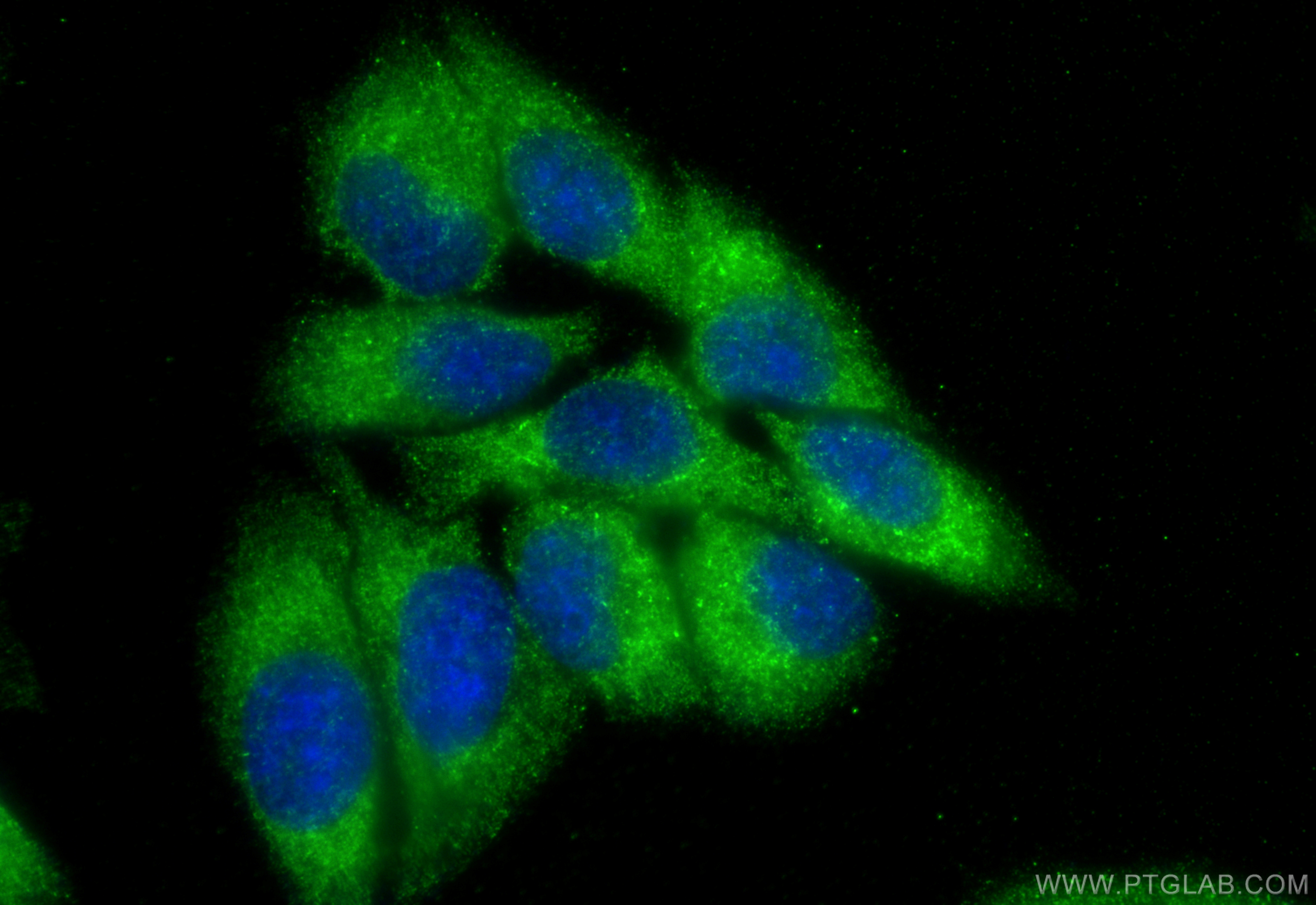 IF Staining of HepG2 using 23953-1-AP