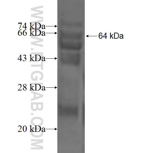 CHPF fusion protein Ag2088 SDS-PAGE