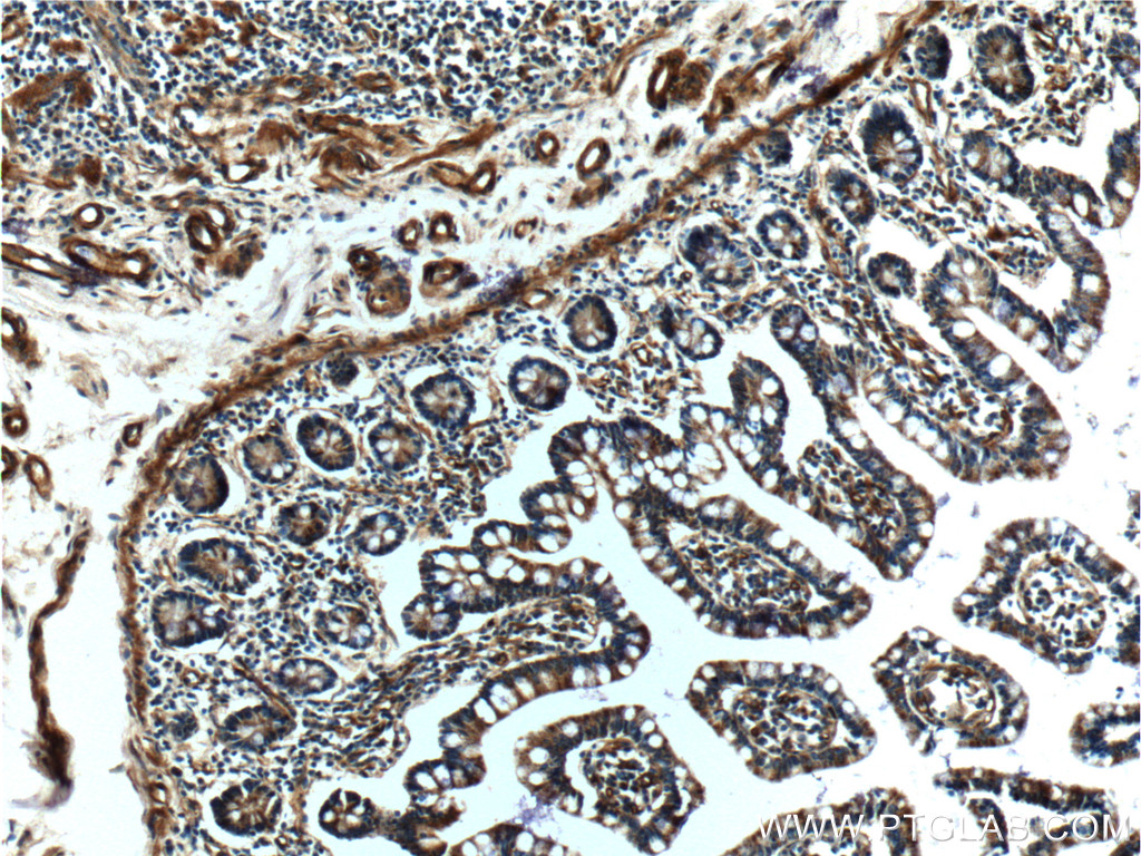 IHC staining of human small intestine using 10295-1-AP