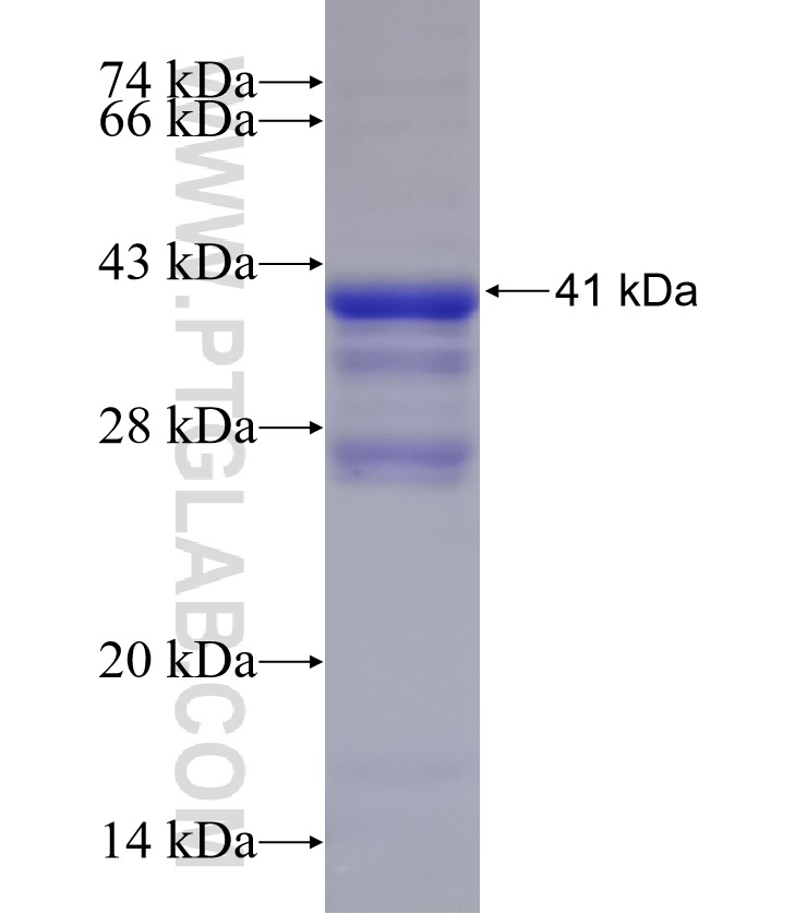 CIAPIN1 fusion protein Ag33193 SDS-PAGE