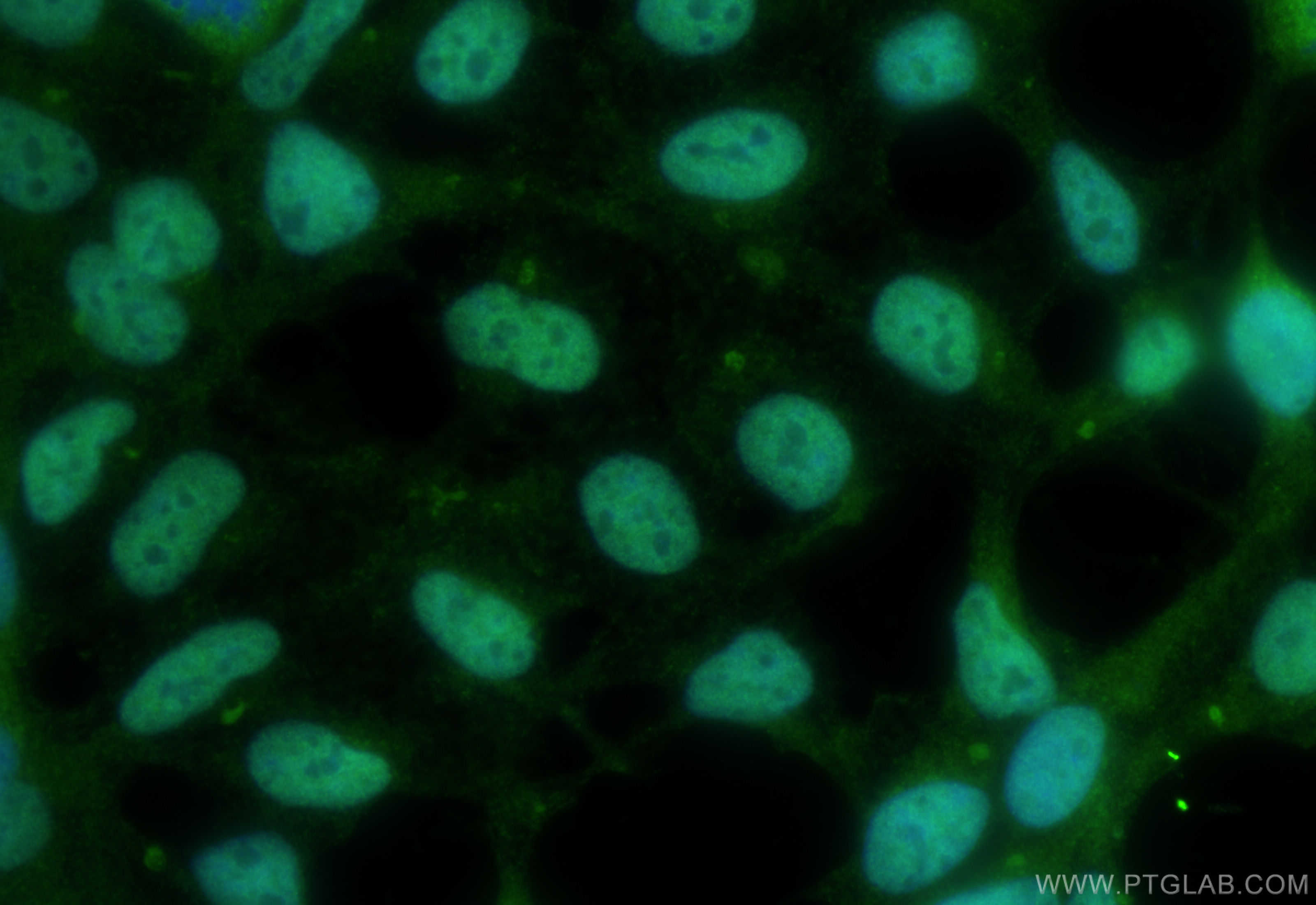 IF Staining of HEK-293 using 10209-2-AP