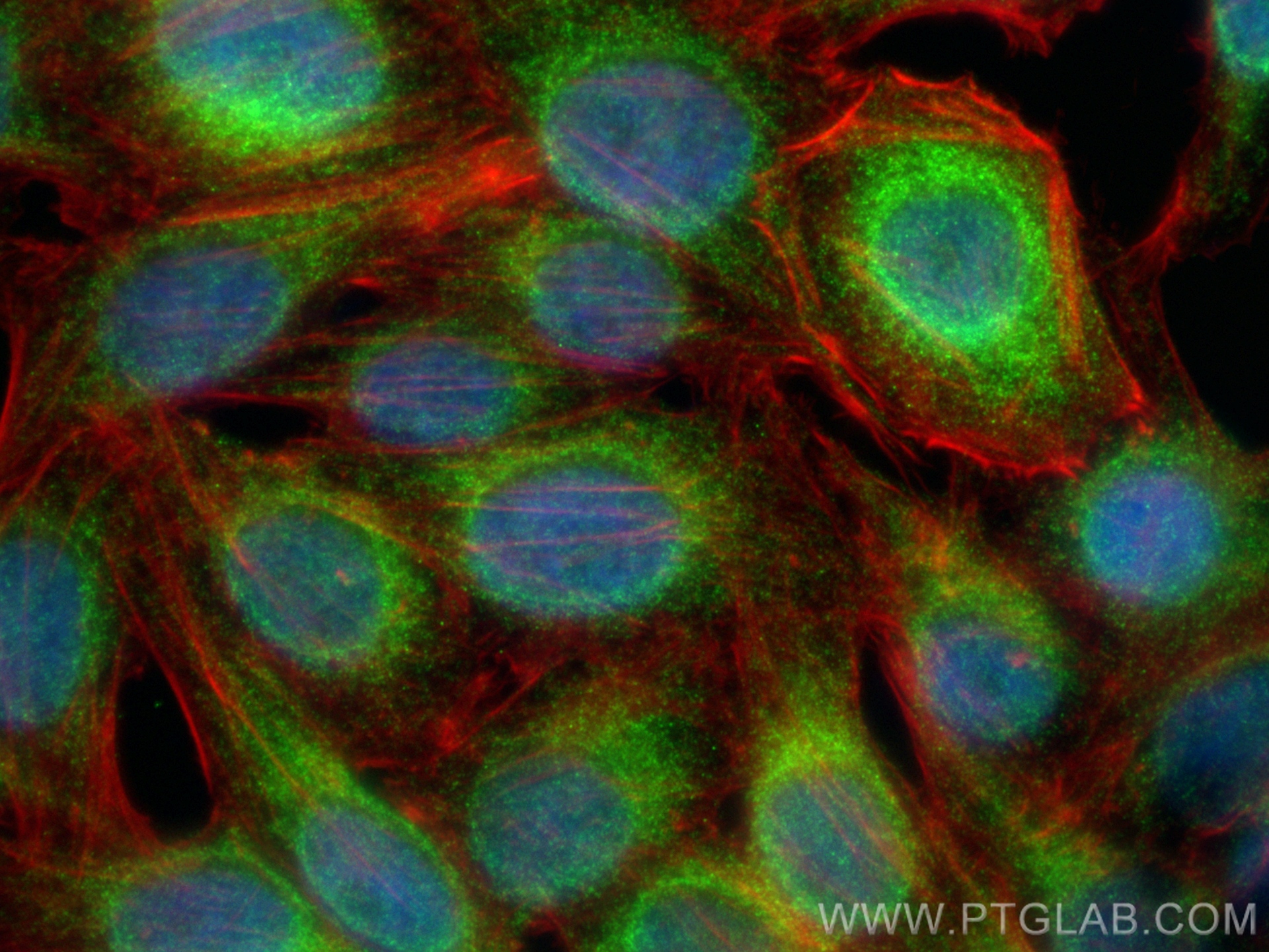 IF Staining of HepG2 using 82802-10-RR (same clone as 82802-10-PBS)