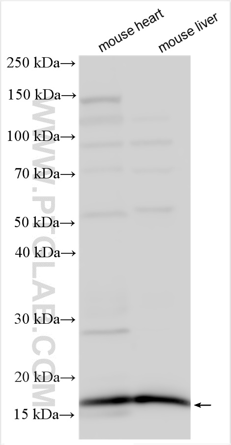 WB analysis using 30480-1-AP