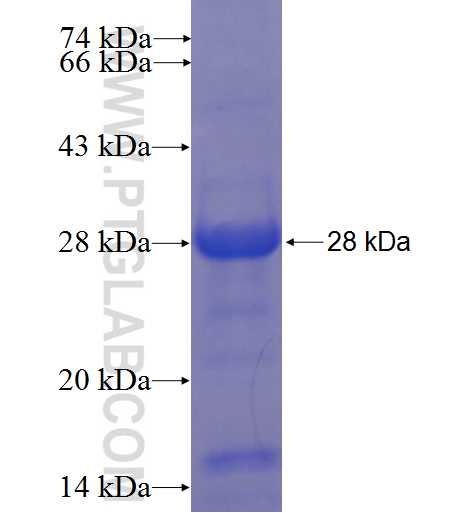 CITED1 fusion protein Ag23609 SDS-PAGE