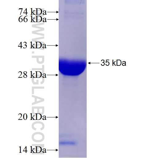 CITED2 fusion protein Ag7244 SDS-PAGE