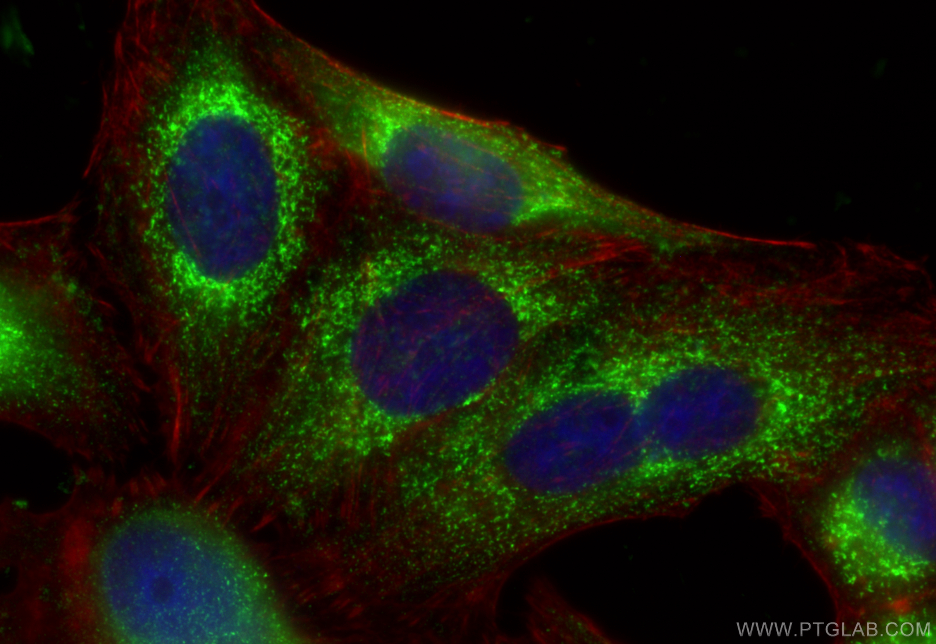 IF Staining of HepG2 using 16686-1-AP