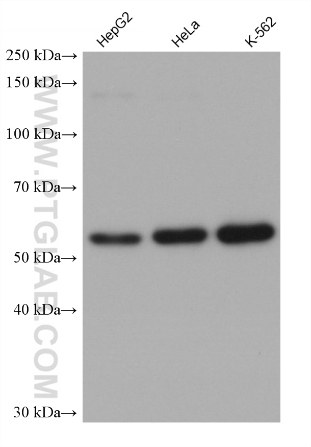 WB analysis using 68853-7-Ig