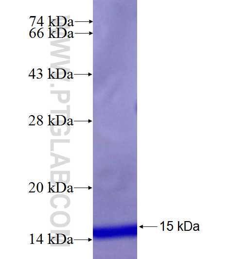 CLDN16 fusion protein Ag26554 SDS-PAGE