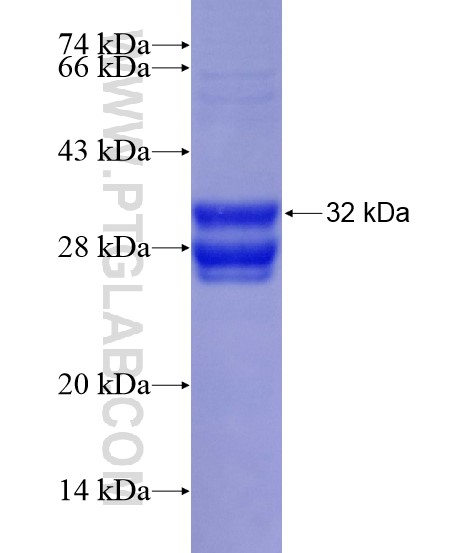 CLDN5 fusion protein Ag29044 SDS-PAGE