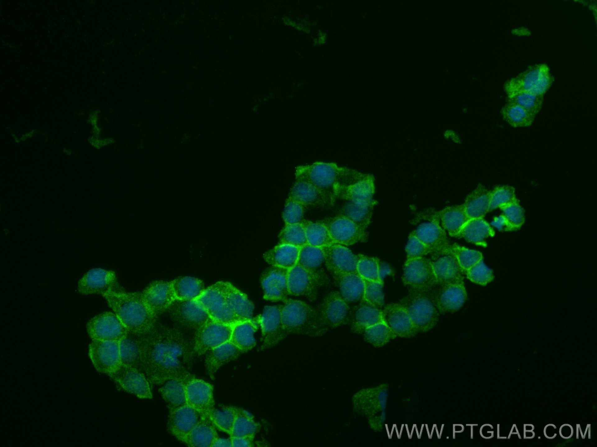 IF Staining of U-937 using 28627-1-AP