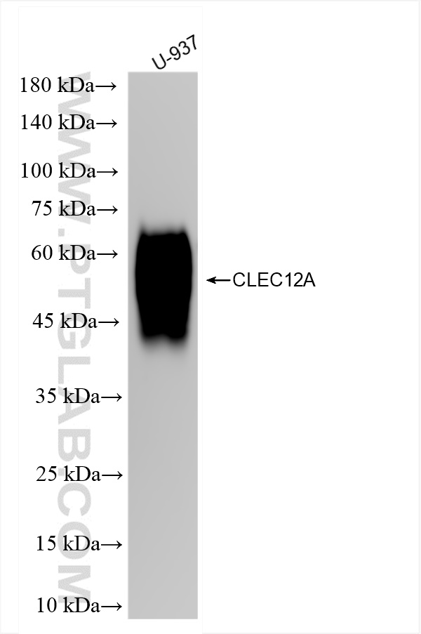 WB analysis of U-937 using 83680-5-RR