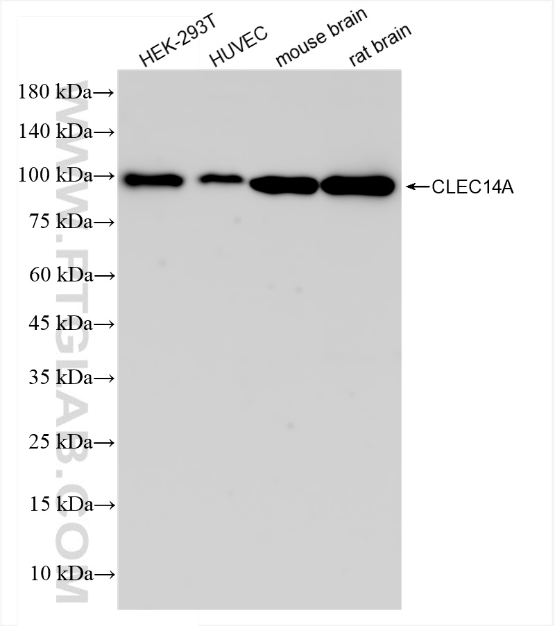 WB analysis using 84327-1-RR