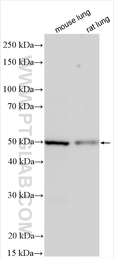 WB analysis using 13394-1-AP