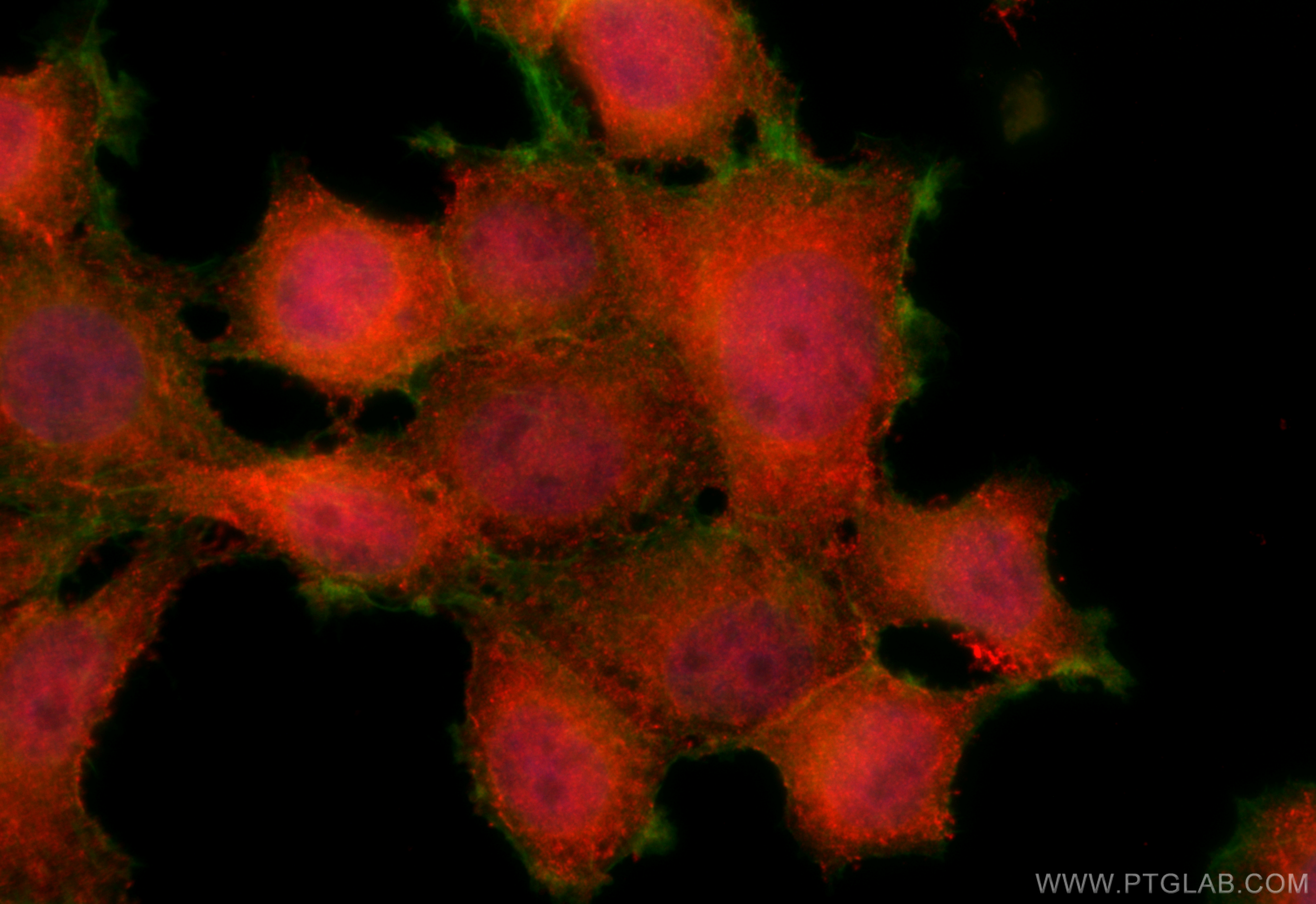 IF Staining of MCF-7 using 15971-1-AP