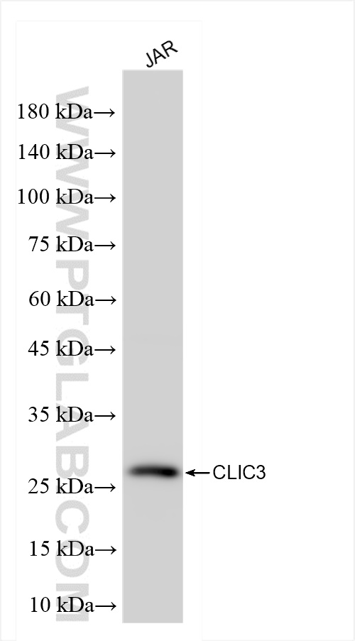 WB analysis of JAR using 84759-4-RR (same clone as 84759-4-PBS)