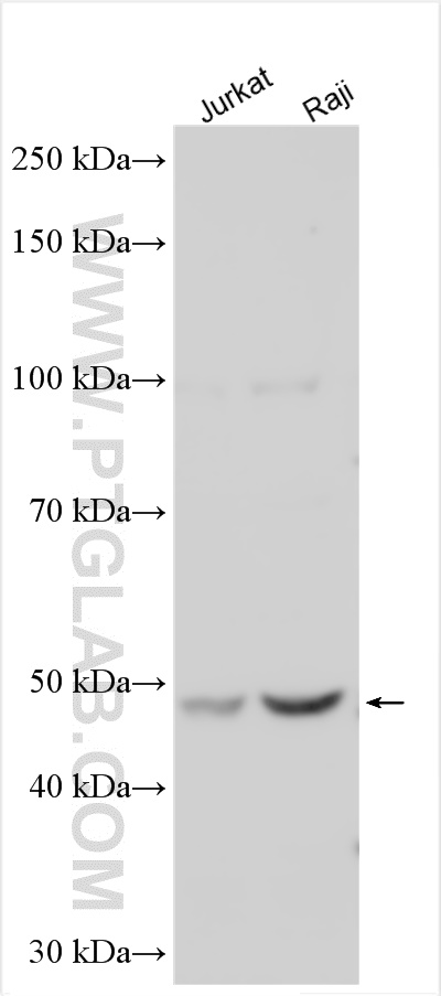 WB analysis using 20386-1-AP