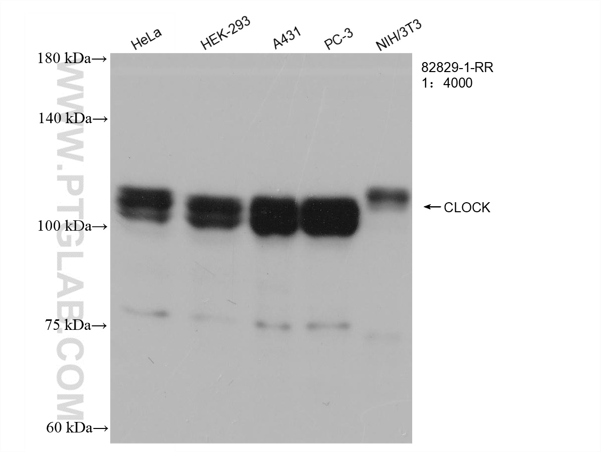 WB analysis using 82829-1-RR (same clone as 82829-1-PBS)