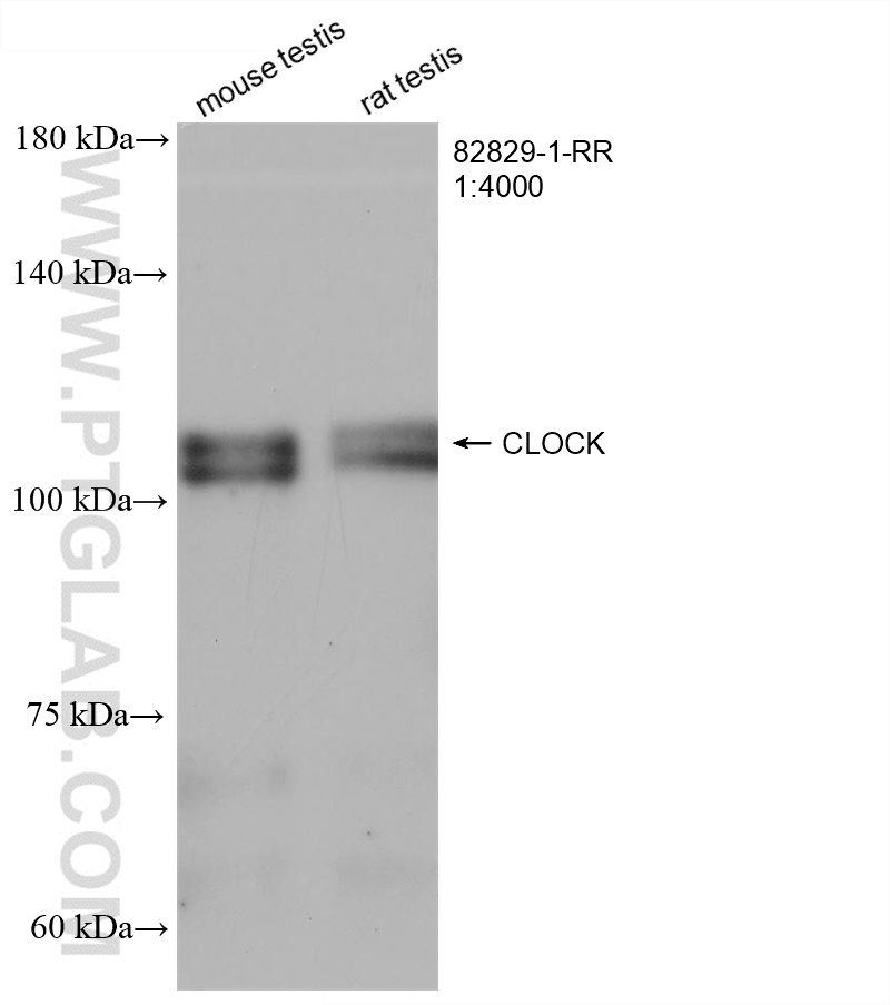 WB analysis using 82829-1-RR (same clone as 82829-1-PBS)