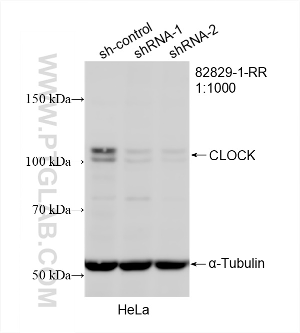 WB analysis of HeLa using 82829-1-RR (same clone as 82829-1-PBS)