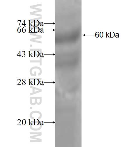 CLP1 fusion protein Ag6479 SDS-PAGE