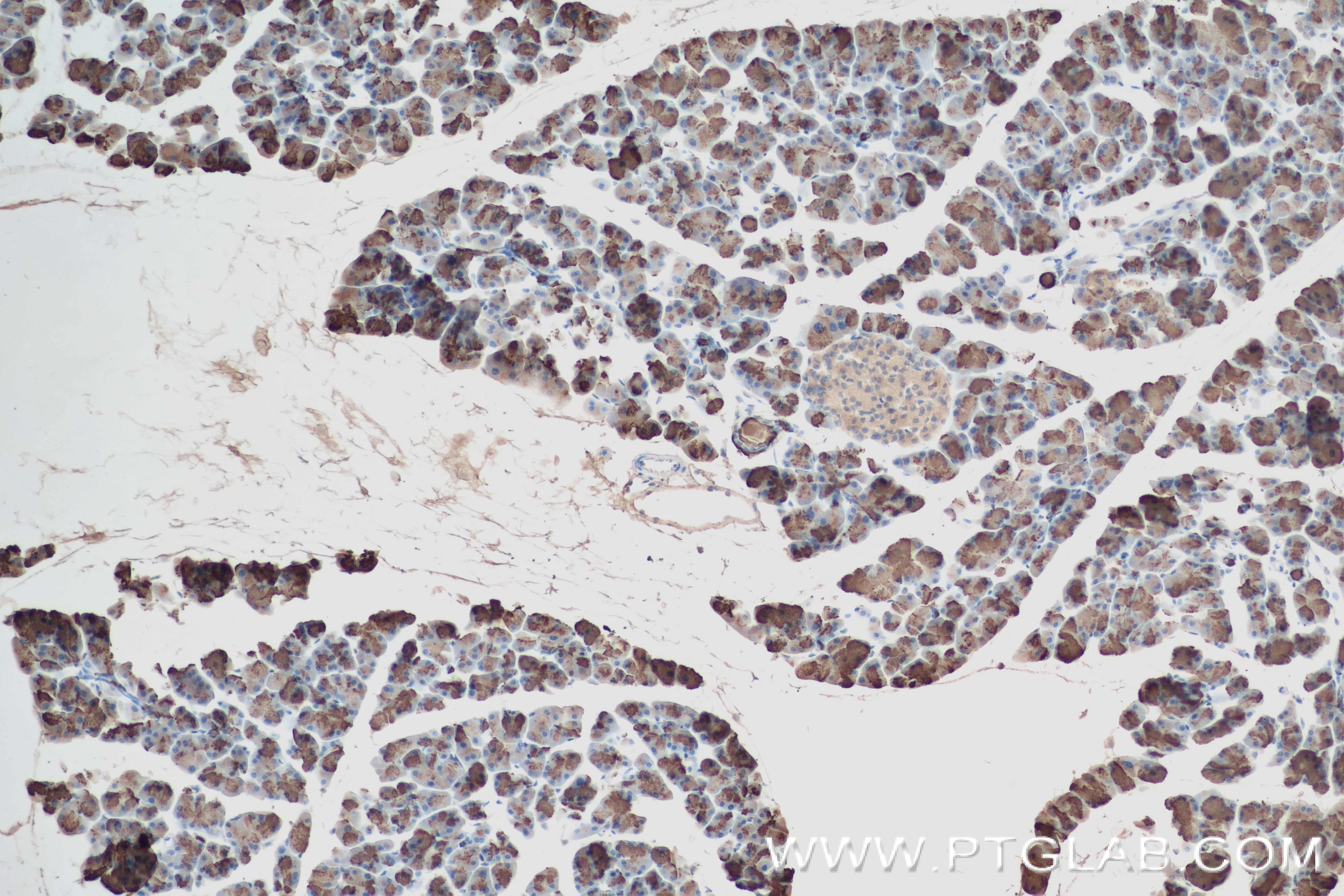 IHC staining of mouse pancreas using 84224-2-RR (same clone as 84224-2-PBS)