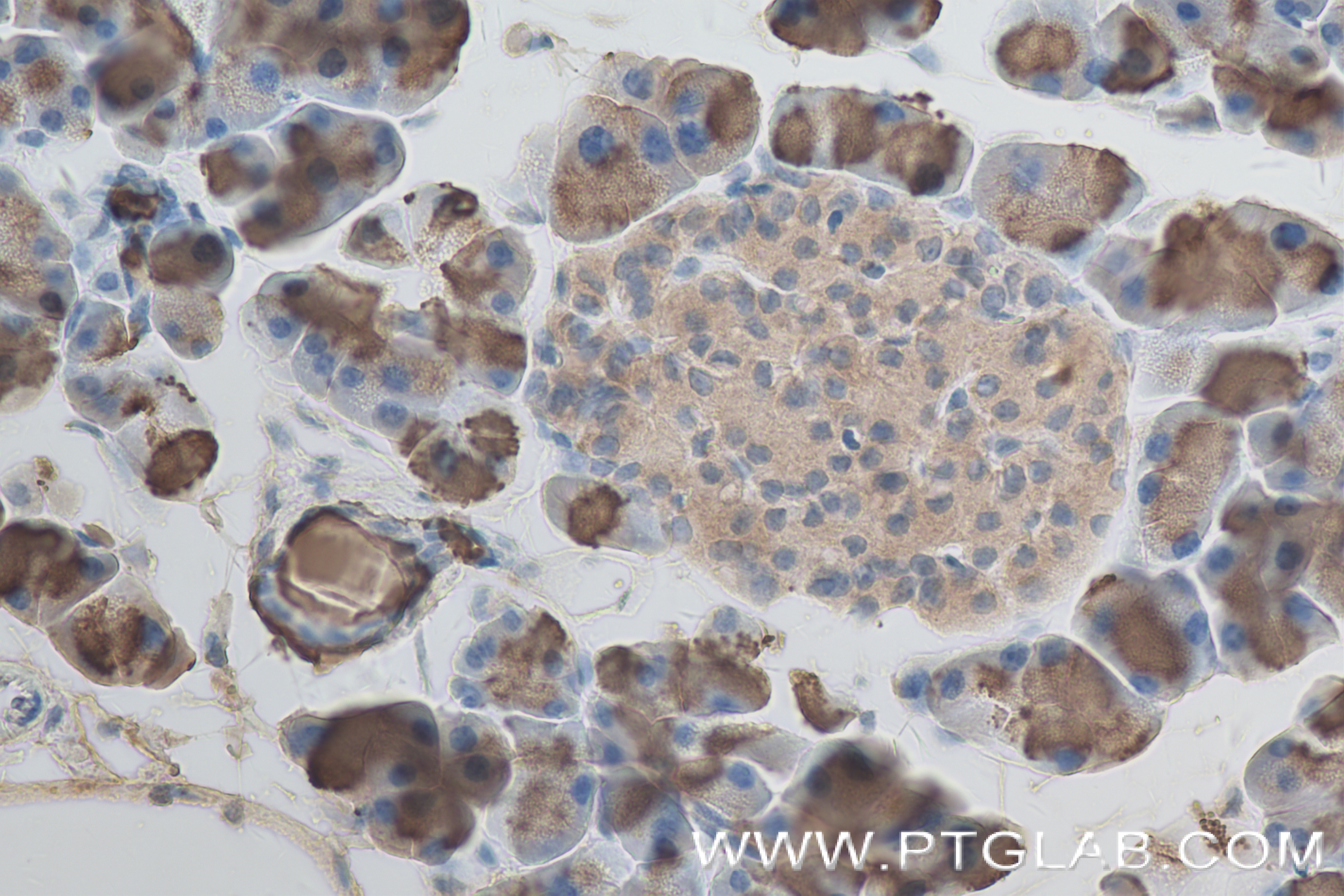 IHC staining of mouse pancreas using 84224-2-RR (same clone as 84224-2-PBS)