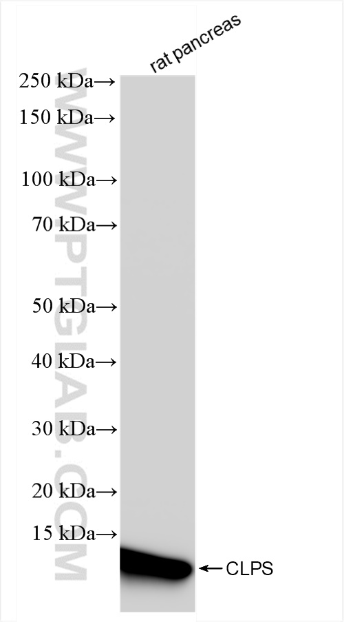 WB analysis of rat pancreas using 84224-2-RR