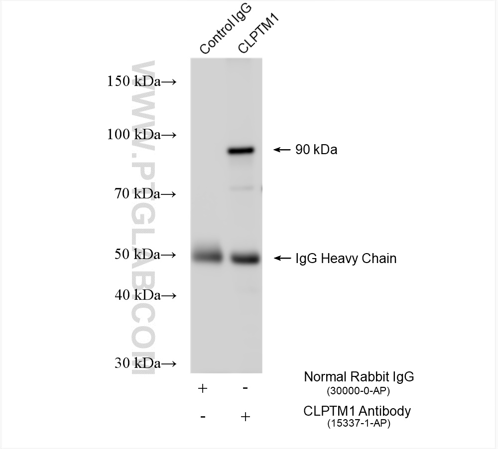 IP experiment of A549 using 15337-1-AP